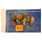 Wolf hide and skull, frozen	Pelt Tag 0006064