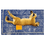 Mountain lion, whole, frozen	Pelt Tag 33204