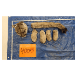 Mountain Lion Head, Paws, and Tail, frozen	Pelt Tag 29149