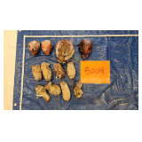 4 mountain lion skulls and 8 paws, frozen