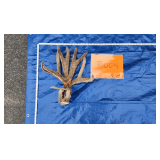 Deer antlers, velvet	 5 lbs