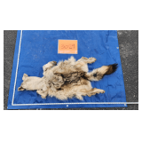 Small wolf hide, salted	Pelt Tag 7549