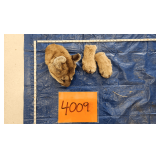 Mountain Lion Front Paws and Head, frozen	Pelt Tag 33707