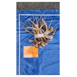 Deer antlers 17 lbs