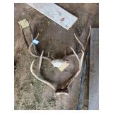 Two sets of deer antlers