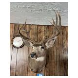 Mule deer shoulder mount