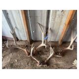 Three sets of deer antlers