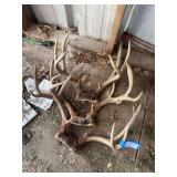 Three sets of deer antlers