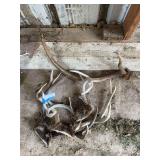 Deer antlers
