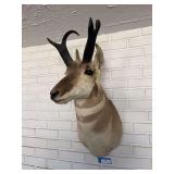 Pronghorn antelope shoulder mount