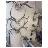 Eight sets of deer horns