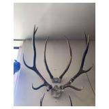 Two sets of elk antlers
