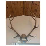 Elk antlers