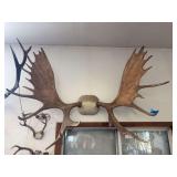 61” LARGE Alaskan moose antlers 🫎