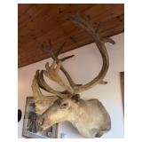 Alaskan caribou in velvet, early 1990’s