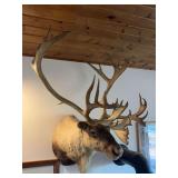 Alaskan caribou shoulder mount - early 1990’s, 406 green score