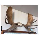 51” LARGE moose antlers from Alaska 🫎