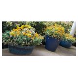 Three blue ceramic pots full of dirt