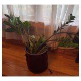 Live plant, at least currently