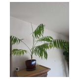 Live Plant approx 30 tall