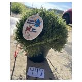 2 Artificial Bushes in Pots - 14' Tall