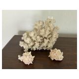 DECORATIVE CORAL AND SEA SHELLS