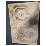 CANVAS STYLE ANATOMY POSTER APPROX 44"
