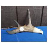 BUCK ANTLER CARVED INTO AN EAGLE APPROX 9"