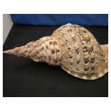 CONCH SHELL APPROX 15"