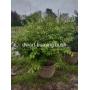 Annual Lawn and Landscaping Auction