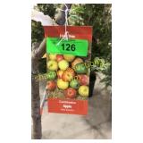 Combination Apple Tree 5 gallon pot