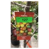 Combination Apple Tree 5 gallon pot