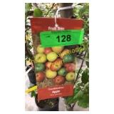 Combination Apple Tree 5 gallon pot