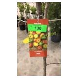 Combination Apple Tree 5 gallon pot