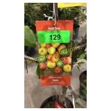Combination Apple Tree 5 gallon pot