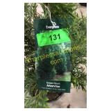 Green Giant Arborvitae 3 gallon pot