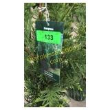 Green Giant Arborvitae 3 gallon pot