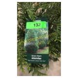 Green Giant Arborvitae 3 gallon pot