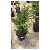 Green Giant Arborvitae 3 gallon pot