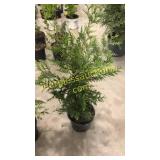 Green Giant Arborvitae 3 gallon pot