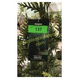 Green Giant Arborvitae 7 gallon pot