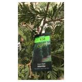 Green Giant Arborvitae 7 gallon pot