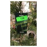 Green Giant Arborvitae 7 gallon pot