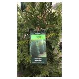 Green Giant Arborvitae 7 gallon pot