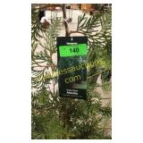 Green Giant Arborvitae 7 gallon pot