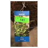 Viking Aronia 3 gallon pot