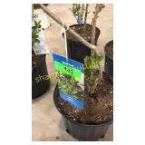 Viking Aronia 3 gallon pot