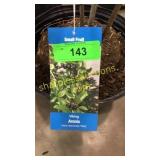 Viking Aronia 3 gallon pot