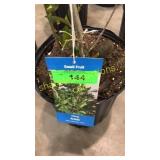 Viking Aronia 3 gallon pot