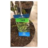 Viking Aronia 3 gallon pot